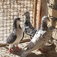 کفتر سرور نر ماده شهری|پرنده|شیراز, سعدیه شمالی|دیوار