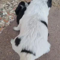 فروش سگ|سگ|امیدیه, |دیوار