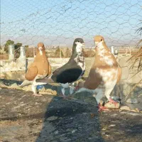 کفتر.کبوتر.شهری ماده