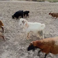 3راس چپش نر|حیوانات مزرعه|کنگاور, |دیوار