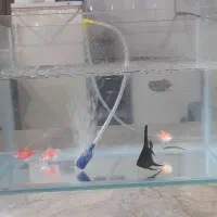 اکواریوم شیشه خم با ماهی و پمپ هوا