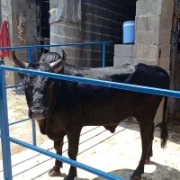 گاو نر