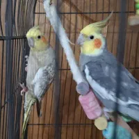 جفت عروس هلندی با قفس