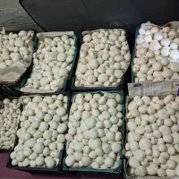 قارچ خوراکی/ آموزش قارچ با هزینه کم/پرورش قارچ