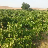 فروش-یک-قطعه-باغ-میمی-در-محدوده-سرچشمه-دوین