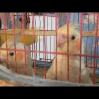 صف صف خرید پستی یژ به قس|پرنده|رودان, |دیوار