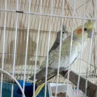 یک جفت عروس هلندی|پرنده|کرمان, |دیوار