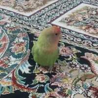 طوطی برزیلی|پرنده|داراب, |دیوار
