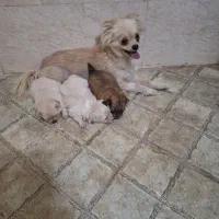 واگذاری پامر نگهبان