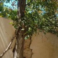 درخت گردو