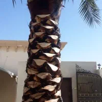 باغبانی وکارهای نخل