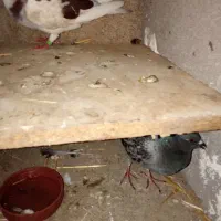 کبوتر خوب|پرنده|گتوند, |دیوار