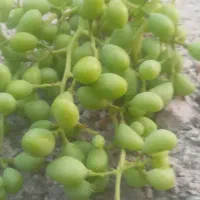 غوره فخری