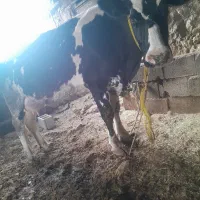 گاو شیری باگوساله|حیوانات مزرعه|یاسوج, |دیوار