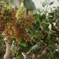 خرید پسته کال و رسیده واجاره