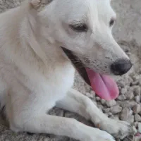 سگ پا کوتاه