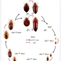 سمپاشی حشرات موذی