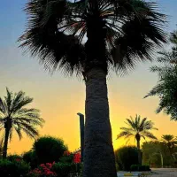 سفر و همسفر