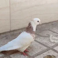 کبوتر کفتر طوقی نر کاکلی