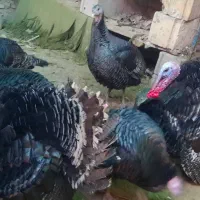 فروش بوقلمون نر و ماده