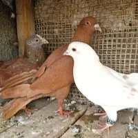 کفتر نر