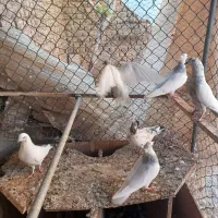 کبوتر کفتر طوقی کلدار|پرنده|قم, سالاریه|دیوار