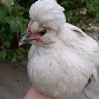 مرغ تخم گذار|حیوانات مزرعه|شادگان, |دیوار