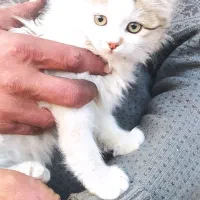 بچه گربه دوست داشتنی ۴تا