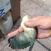 جوجه گرینچیک.کوتوله|پرنده|مشهد, شهید آوینی|دیوار