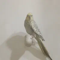 10000000|پرنده|گتوند, |دیوار