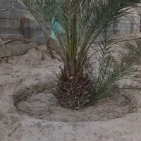 برش نخل و درخت رایگان سراسر استان بوشهر|خدمات باغبانی و درختکاری|اهرم, |دیوار