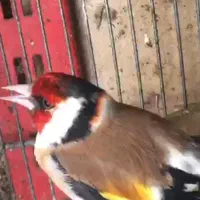 سره اروپایی نر چهارگل قواره دار گل بلند کارداده