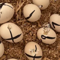 تخمرغ ازشما دستگاه جوجه کشی از ما