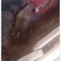 دو عدد توله سک