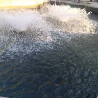 کارگر ساده جهت کار در پرورش ماهی