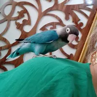 طوطی کوتوله  نقابدار کاربنی فوقالعاده اهلی  ودستی|پرنده|تبریز, |دیوار