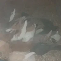 کبوتر|پرنده|کرمان, |دیوار