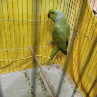 طوطی ملنگو نیمه رام