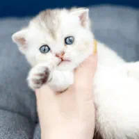 بچه گربه اسکاتیش بریتیش پرشین|گربه|تبریز, |دیوار