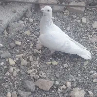 کفتر نر مصری|پرنده|بیرجند, |دیوار