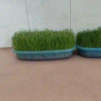 سبزه|گل و گیاه طبیعی|کوهدشت, |دیوار