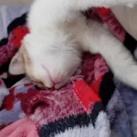 واگذاری رایگان|گربه|ارومیه, |دیوار