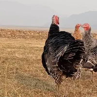 بوقلمون ۱ساله