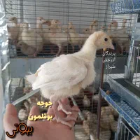 جوجه بوقلمون بیوتی و برنز و بوربون