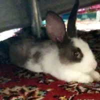 خرگوش باهوش و خوشگل|موش و خرگوش|اصفهان, بهارستان|دیوار