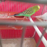 پرنده میخام برا معاوضه سربه سر با یک جفت مرغ عشق|پرنده|بروجن, |دیوار