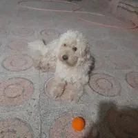 شیتزو ۲ساله