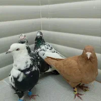 کبوتر آلمانی