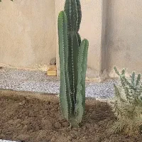فروش کاکتوس مخصوص خونه باغ