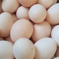 تخم مرغ تازه و نطفه دار محلی